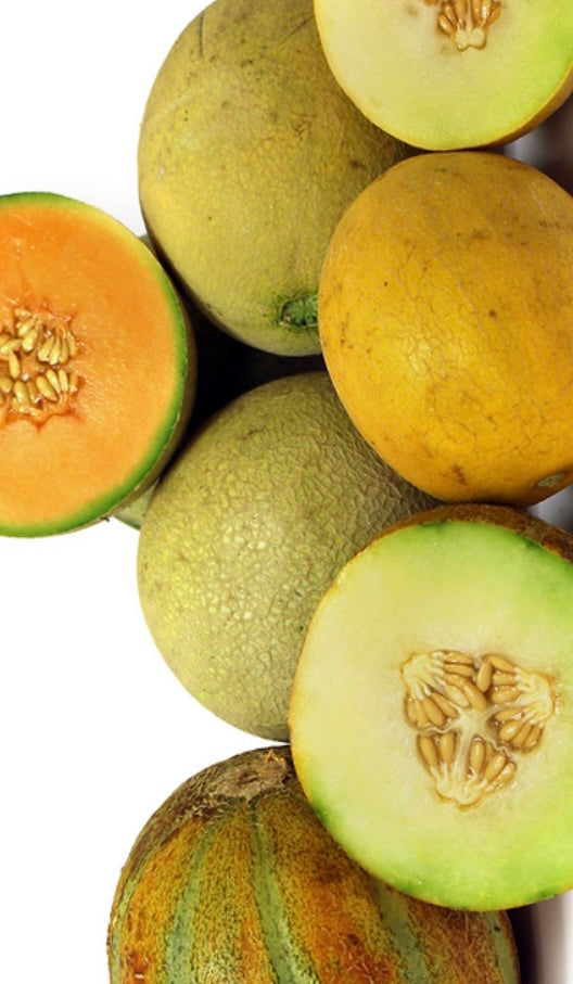 LOLA TOP MELON MEDLEY