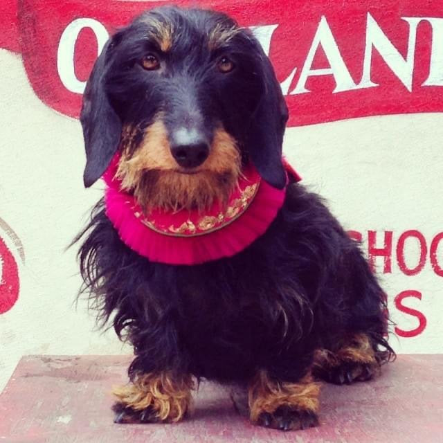 Tulle collar dog ruff pleated embroidered trim Andrea Serrahn Serrahna
