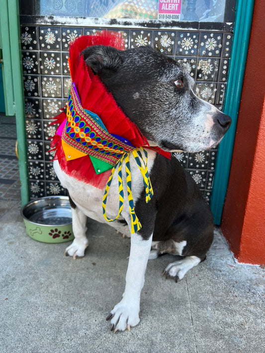 ROYAL RAJ RUFFS For Diva Dogs