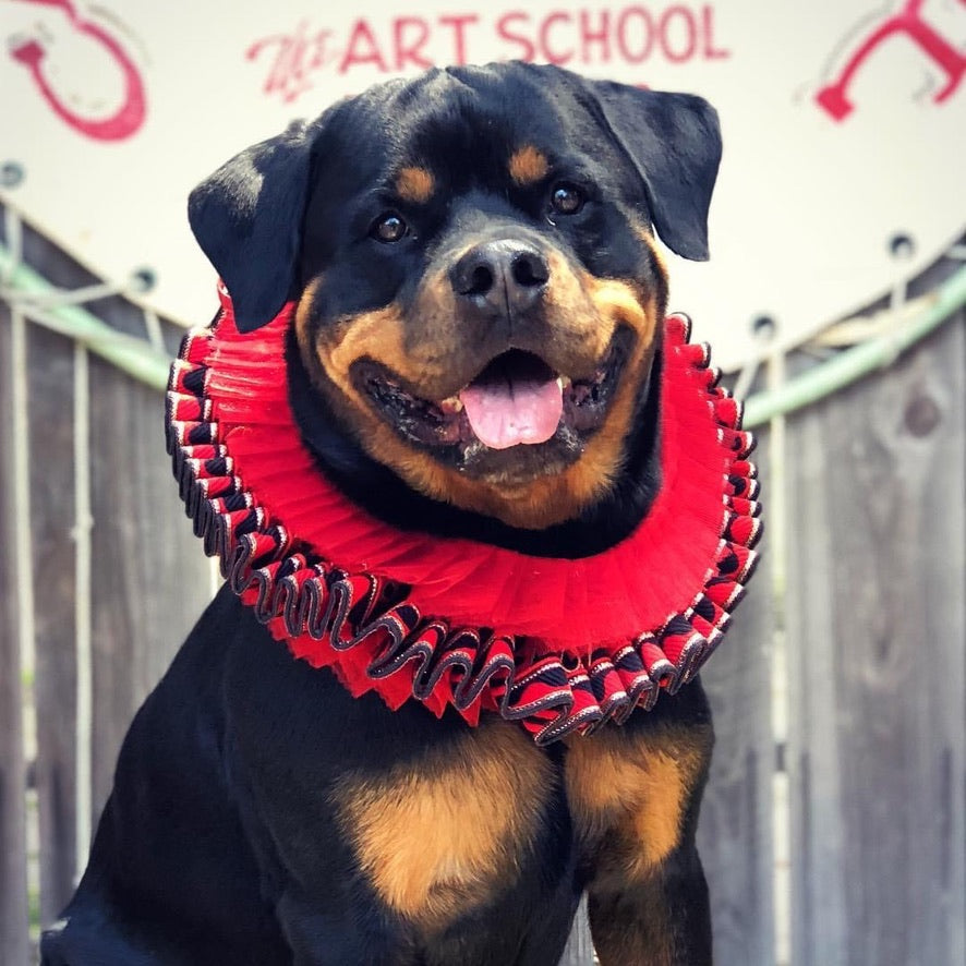 ROYAL RAJ RUFFS For Diva Dogs