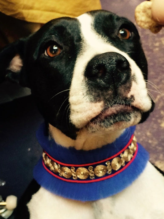 Tulle collar dog ruff pleated embroidered trim Andrea Serrahn Serrahna