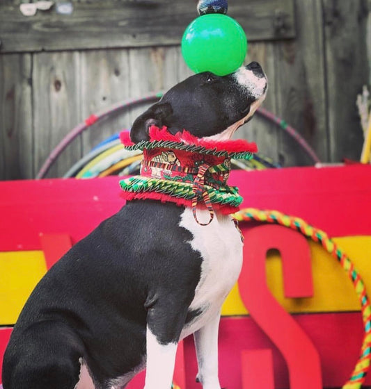 ROYAL RAJ RUFFS For Diva Dogs